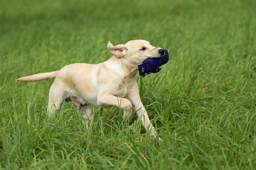 Firedog Standard dummy 250g