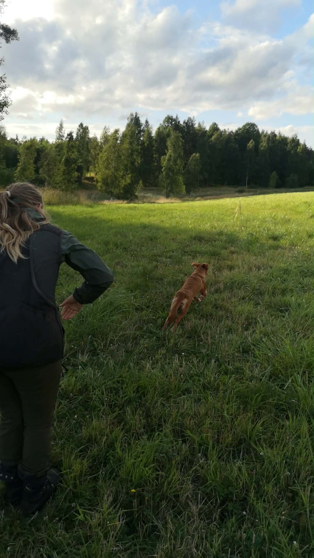 Jaktlydnadsträning (nivå 1)