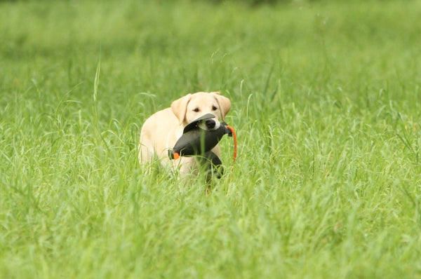Firedog Duck Dummy 600g