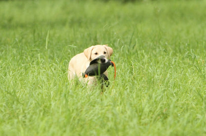 Firedog Duck Dummy 600g