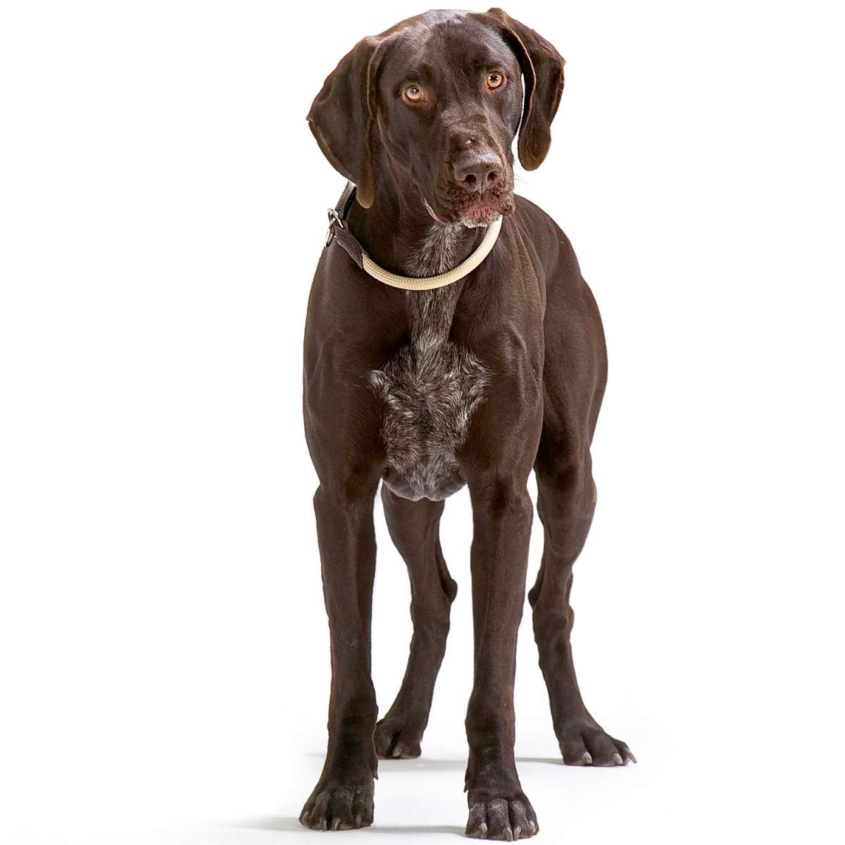 Hunter Freestyle Retrieverhalsband