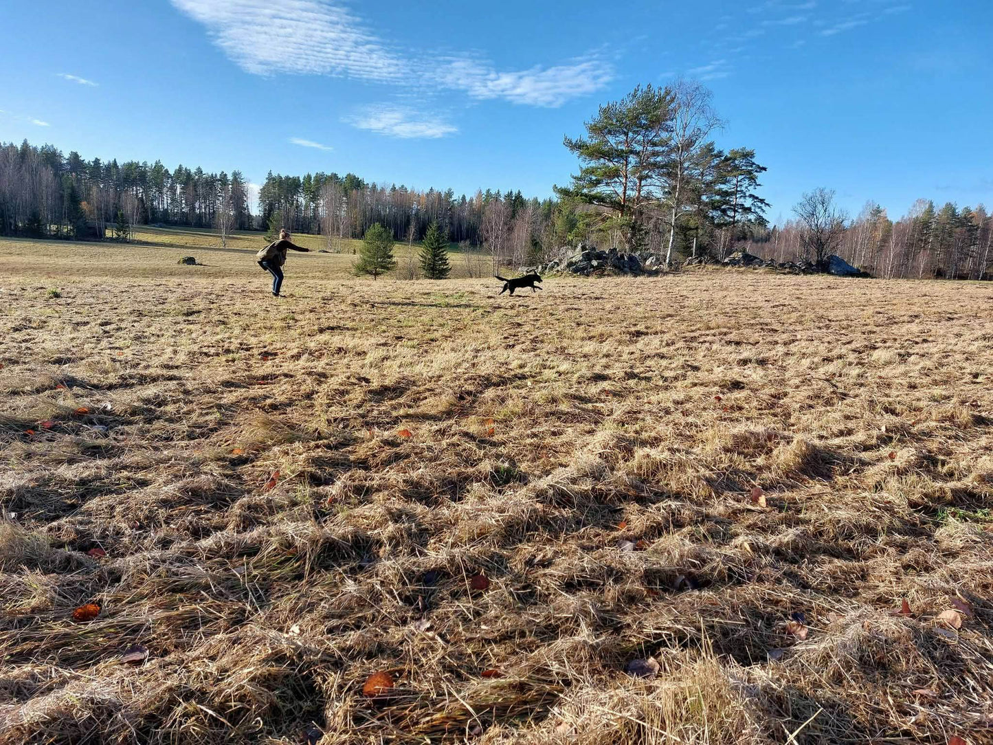 Valpkurs fortsättning, för den blivande apportören
