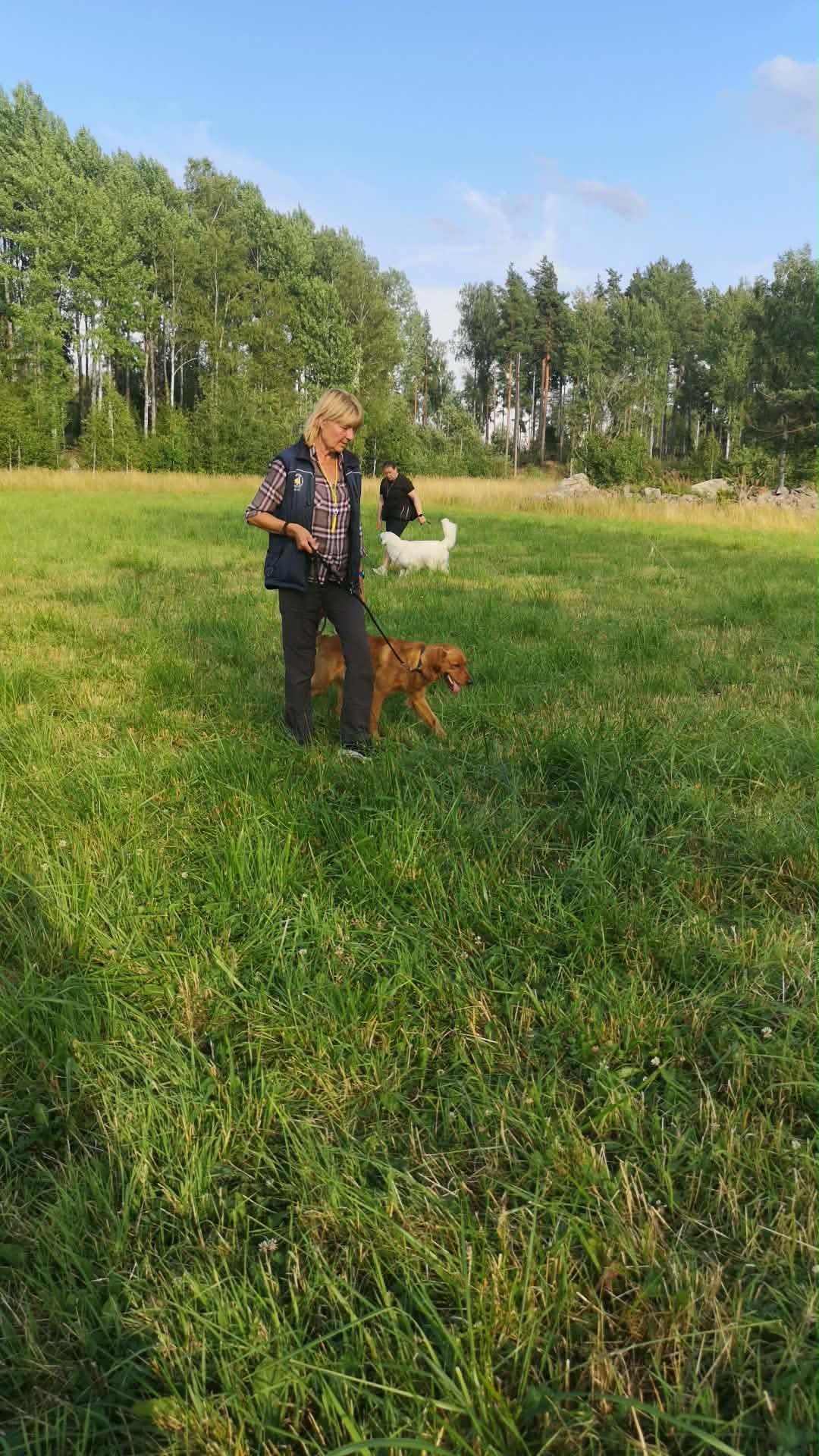 Jaktlydnadsträning (nivå 1)