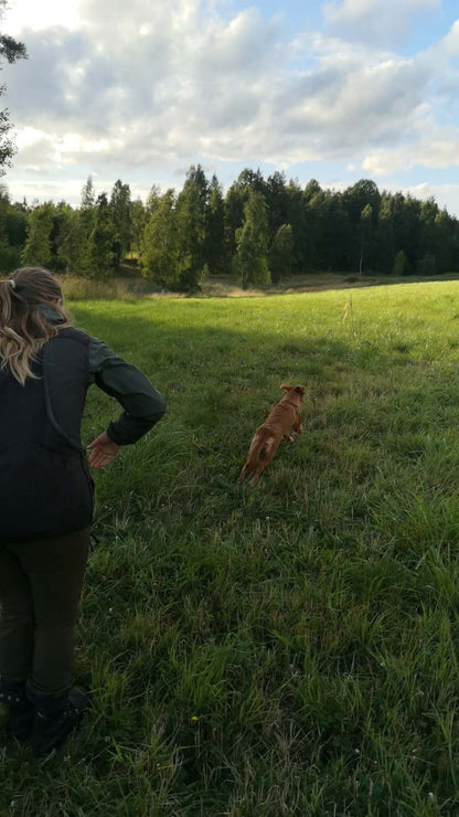 Jaktlydnadsträning (nivå 1)
