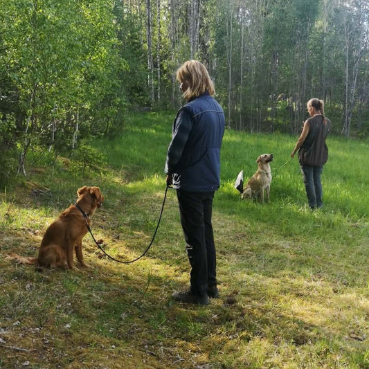 Jaktlydnadsträning (nivå 1)