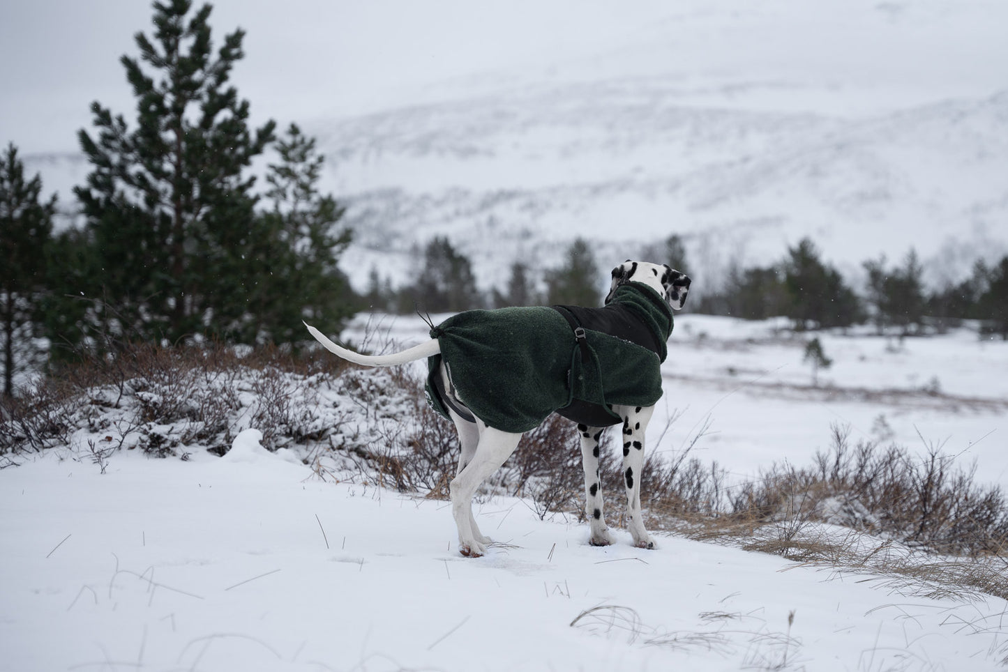 Non-stop Wool dog jacket